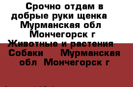 Срочно отдам в добрые руки щенка! - Мурманская обл., Мончегорск г. Животные и растения » Собаки   . Мурманская обл.,Мончегорск г.